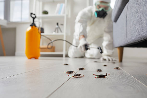 Trusted Rodent Control service in Caldwell, NJ - Nex Pest Control